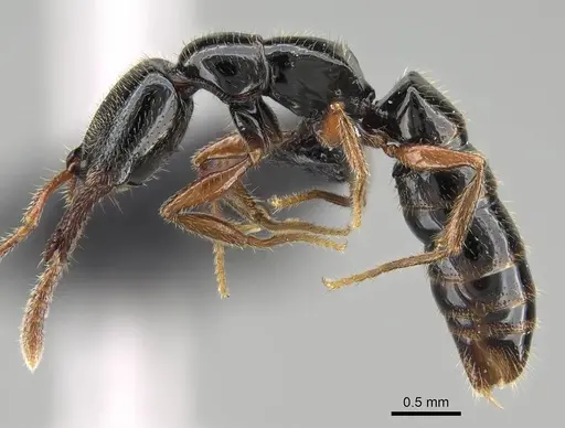 Fulakora armigera - CASENT0227932