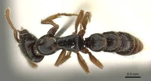 Fulakora armigera - CASENT0915647