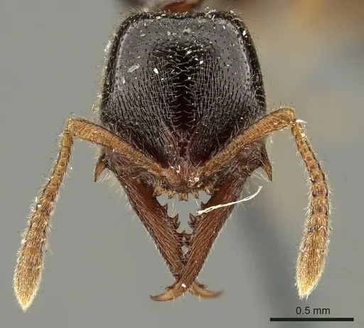 Fulakora armigera - CASENT0915647