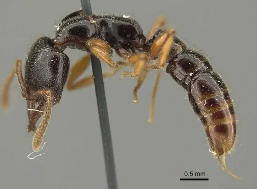 Fulakora armigera - CASENT0915647