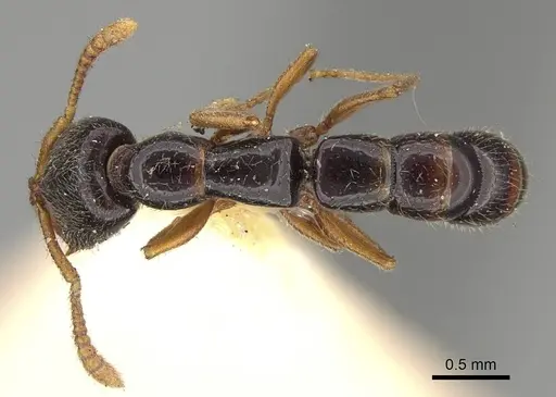 Fulakora armigera - CASENT0922076