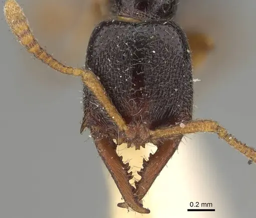 Fulakora armigera - CASENT0922076