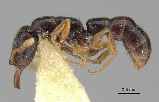 Fulakora armigera - CASENT0922076