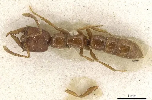 Fulakora bierigi specimen