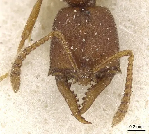 Fulakora bierigi specimen