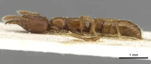 Fulakora bierigi specimen