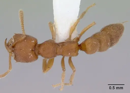 Fulakora celata specimen