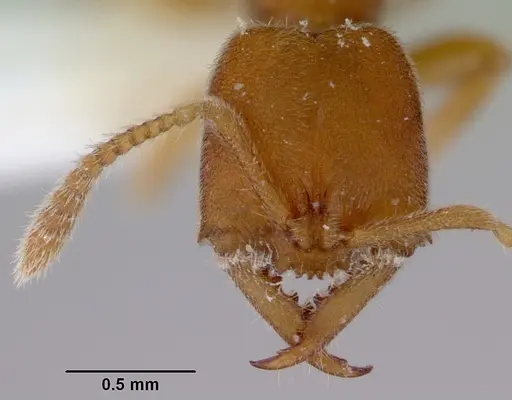 Fulakora celata specimen