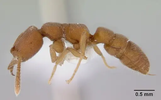 Fulakora celata specimen