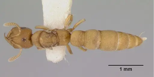 Fulakora celata - CASENT0172192