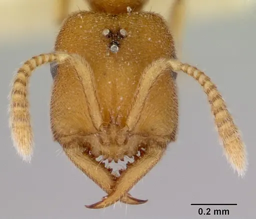 Fulakora celata - CASENT0172192