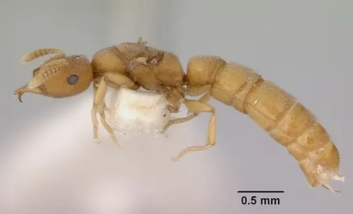 Fulakora celata - CASENT0172192