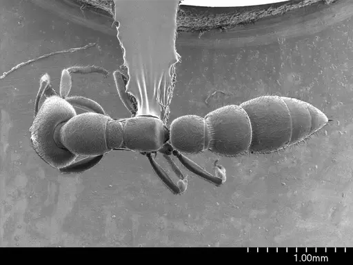 Fulakora chilensis specimen