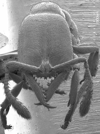 Fulakora chilensis specimen