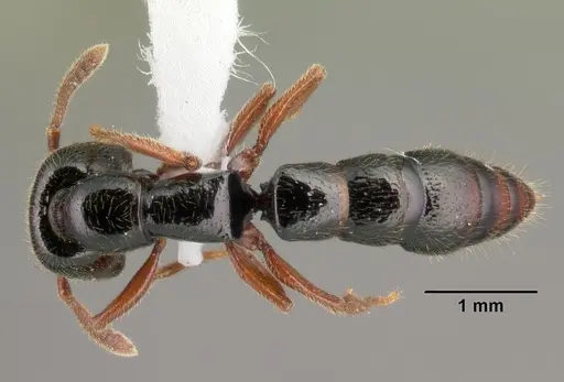 Fulakora cleae specimen