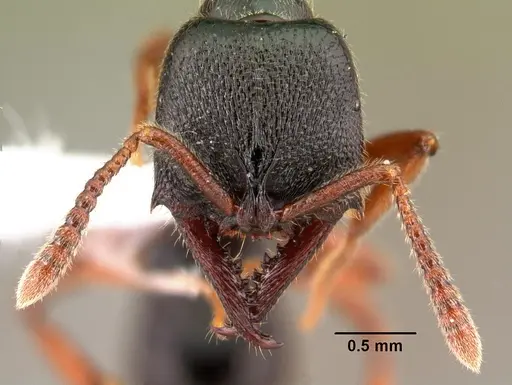 Fulakora cleae specimen