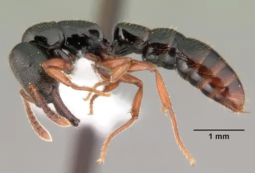 Fulakora cleae specimen