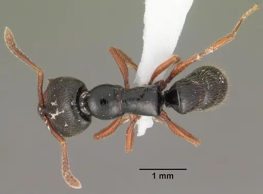 Fulakora cleae - CASENT0102202