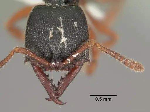 Fulakora cleae - CASENT0102202