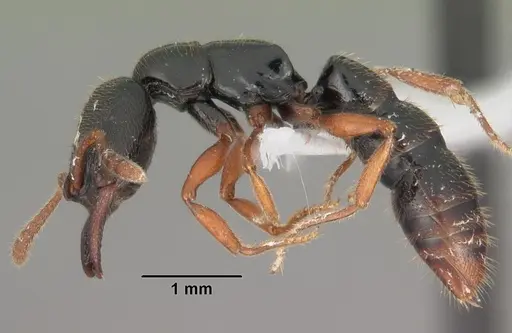 Fulakora cleae - CASENT0102202