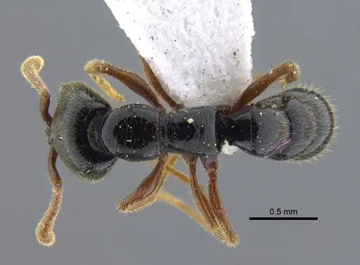 Fulakora cleae - IAVH-E-113758