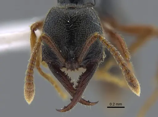 Fulakora cleae - IAVH-E-113758