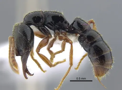 Fulakora cleae - IAVH-E-113758