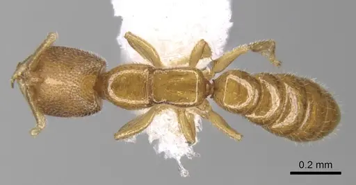 Fulakora degenerata specimen