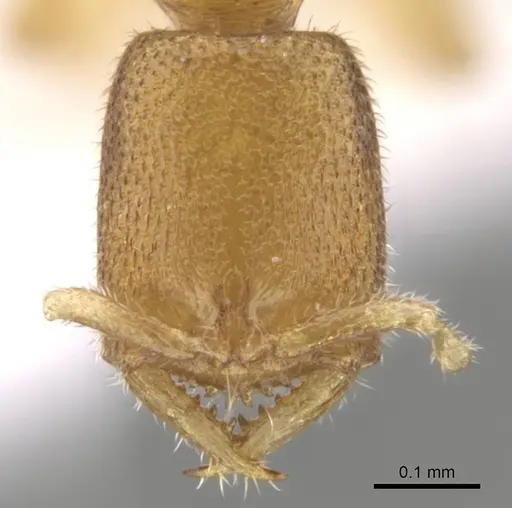 Fulakora degenerata specimen