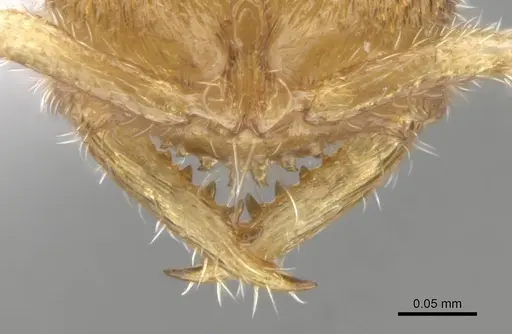 Fulakora degenerata specimen