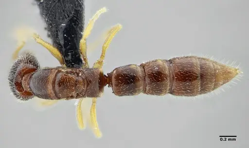 Fulakora elongata specimen