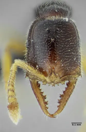 Fulakora elongata specimen