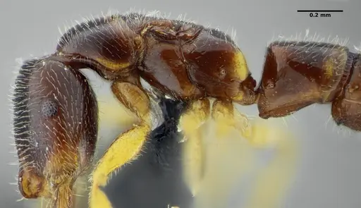 Fulakora elongata - ANTWEB1032564