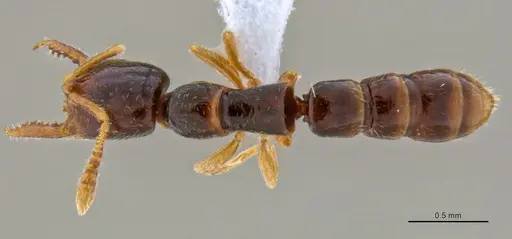 Fulakora elongata - ANTWEB1047061