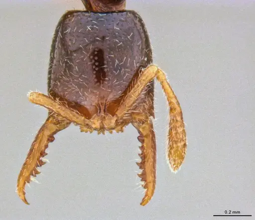 Fulakora elongata - ANTWEB1047061