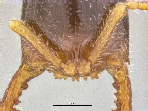 Fulakora elongata - ANTWEB1047061