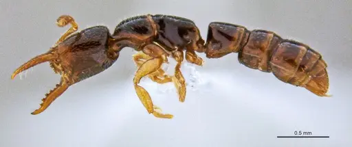 Fulakora elongata - ANTWEB1047061