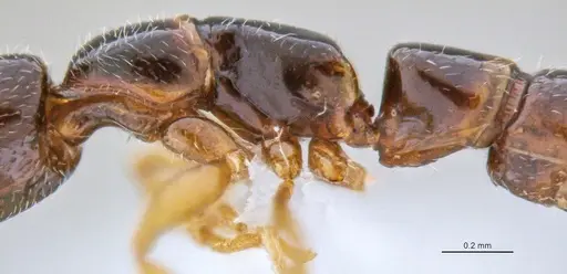 Fulakora elongata - ANTWEB1047061