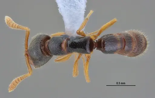 Fulakora elongata - ANTWEB1047734