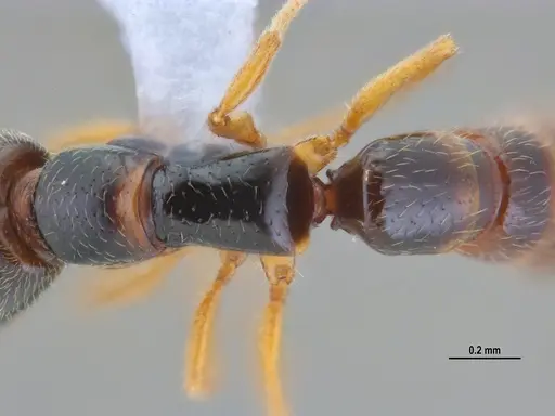 Fulakora elongata - ANTWEB1047734