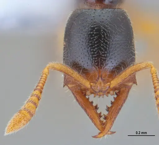 Fulakora elongata - ANTWEB1047734