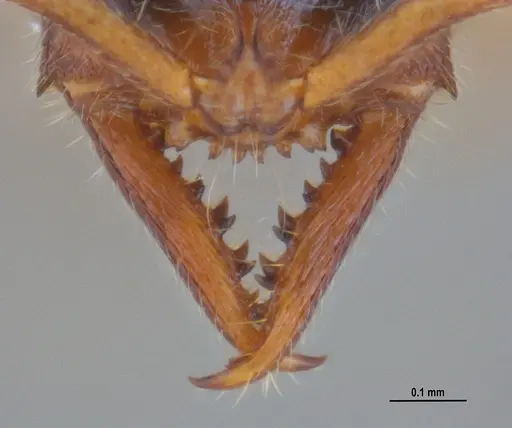 Fulakora elongata - ANTWEB1047734