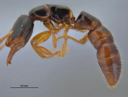 Fulakora elongata - ANTWEB1047734