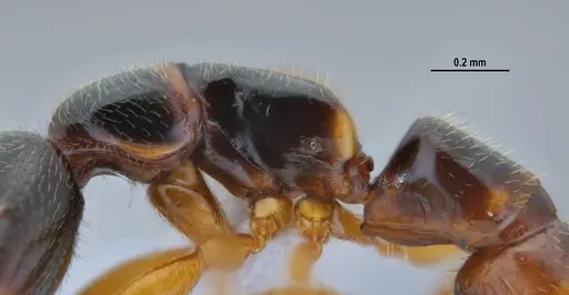 Fulakora elongata - ANTWEB1047734