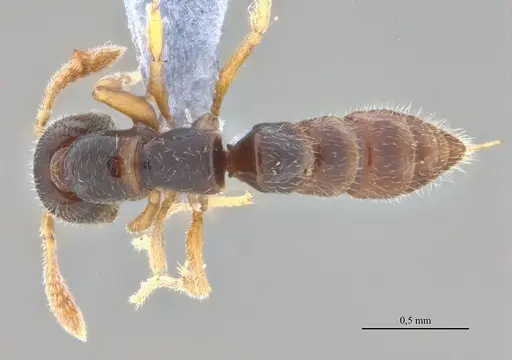 Fulakora elongata - ANTWEB1053070