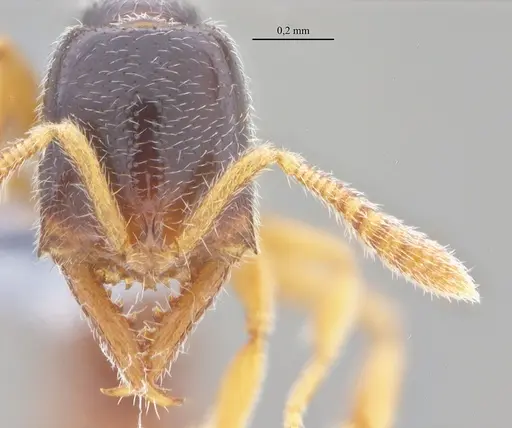 Fulakora elongata - ANTWEB1053070