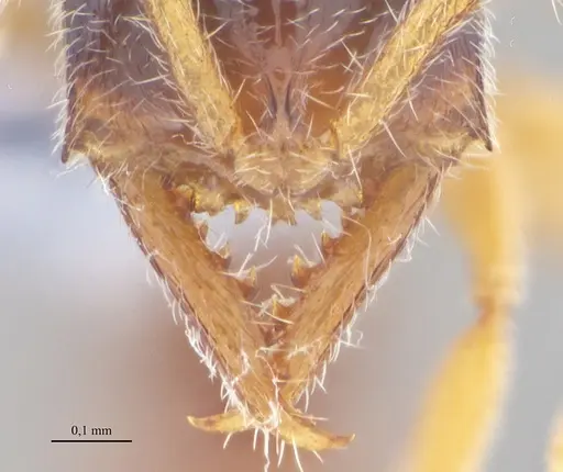 Fulakora elongata - ANTWEB1053070