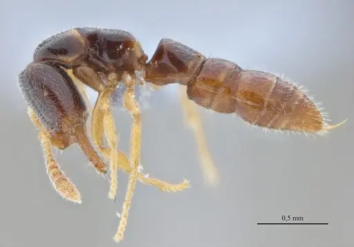 Fulakora elongata - ANTWEB1053070