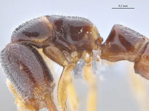 Fulakora elongata - ANTWEB1053070