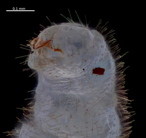 Fulakora elongata - ANTWEB1053725